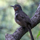 Bulbul à oreillons bruns