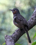 Bulbul à oreillons bruns