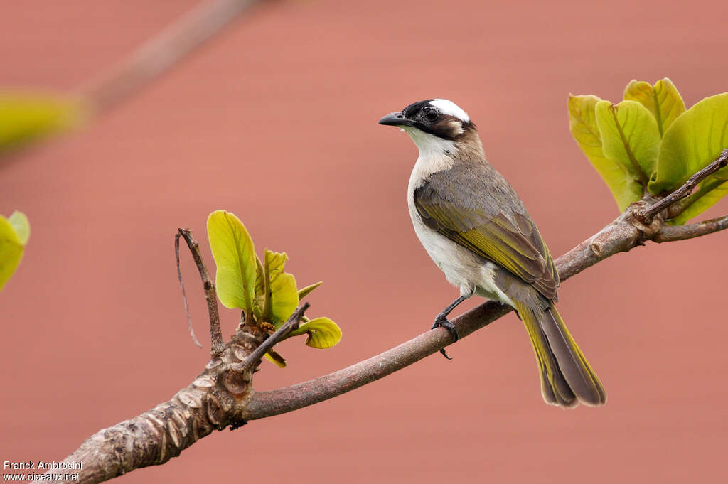 Light-vented Bulbuladult, identification