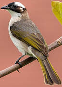 Light-vented Bulbul