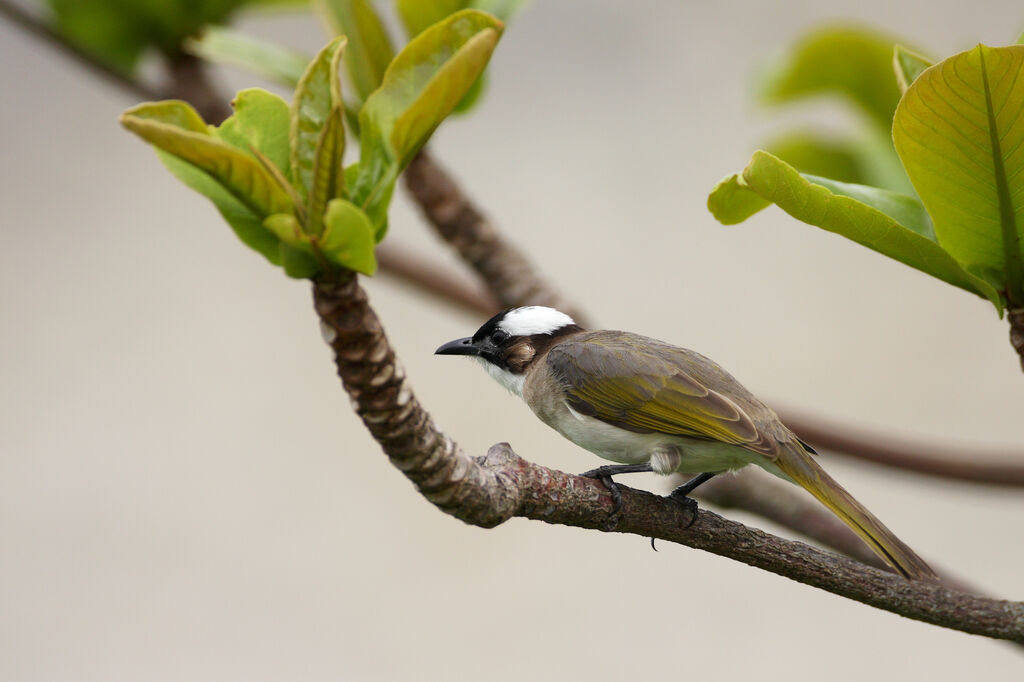 Bulbul de Chine