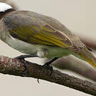 Bulbul de Chine
