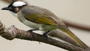 Light-vented Bulbul