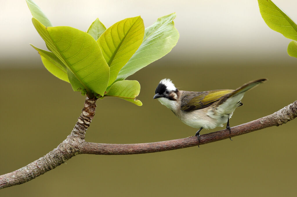 Light-vented Bulbuladult breeding