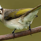 Bulbul de Chine