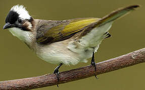 Light-vented Bulbul