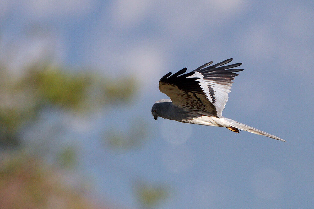 Montagu's Harrier male adult