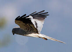 Montagu's Harrier