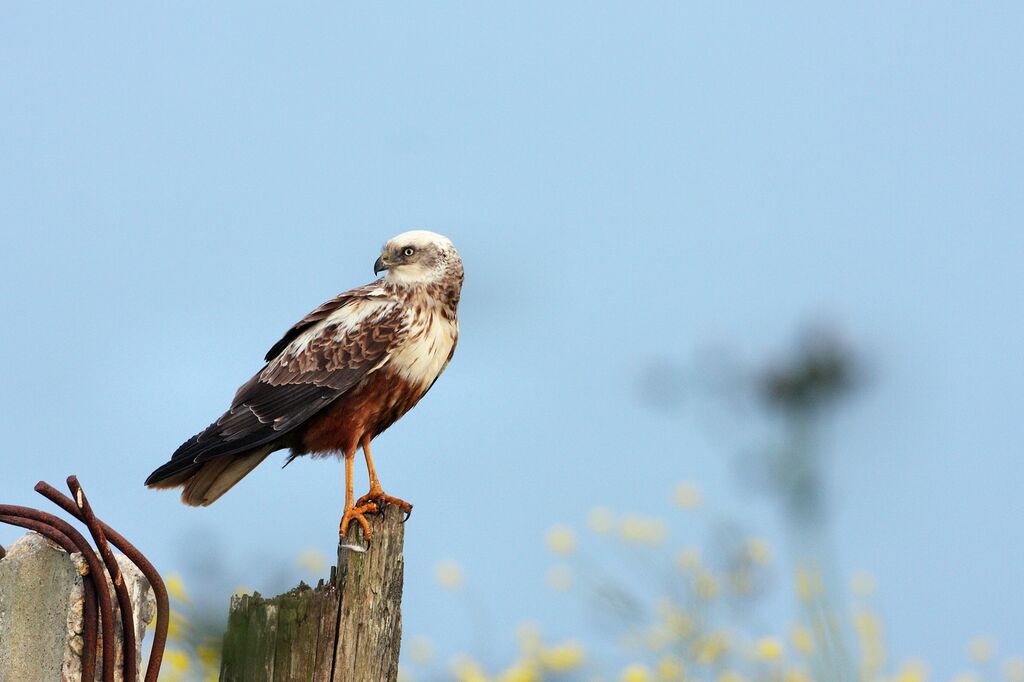 Western Marsh Harrier female adult