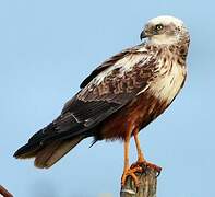 Western Marsh Harrier