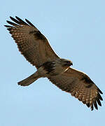 Eastern Buzzard