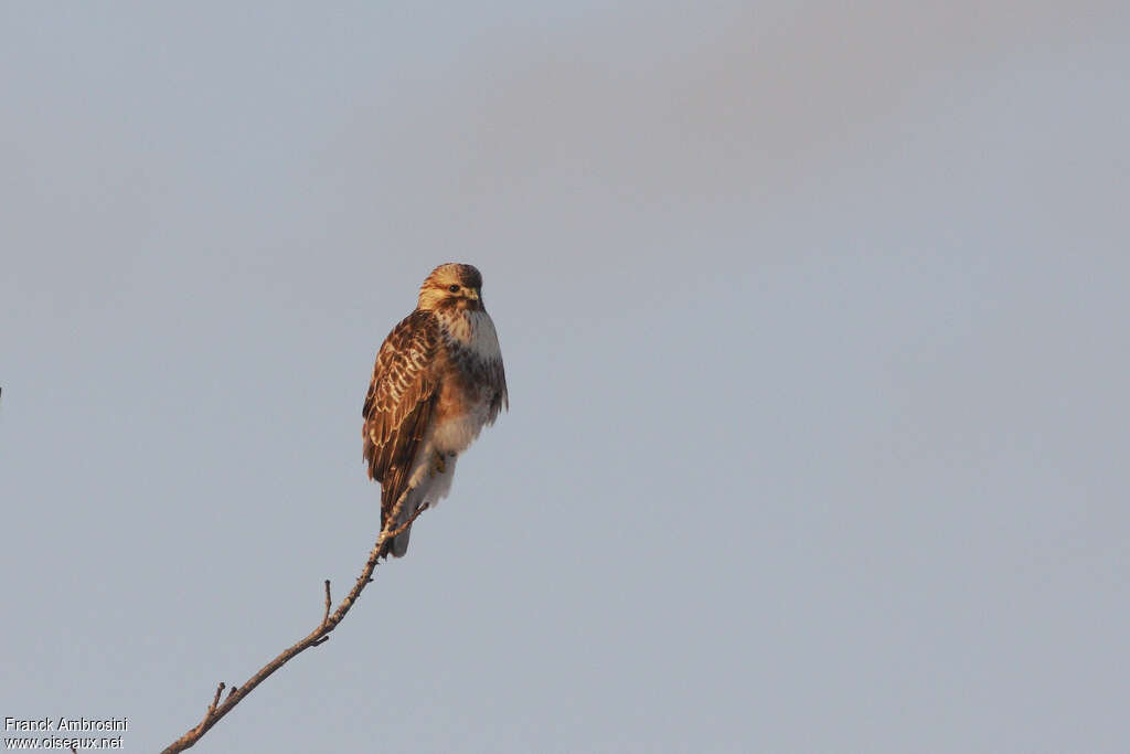 Eastern Buzzard