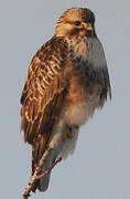 Eastern Buzzard