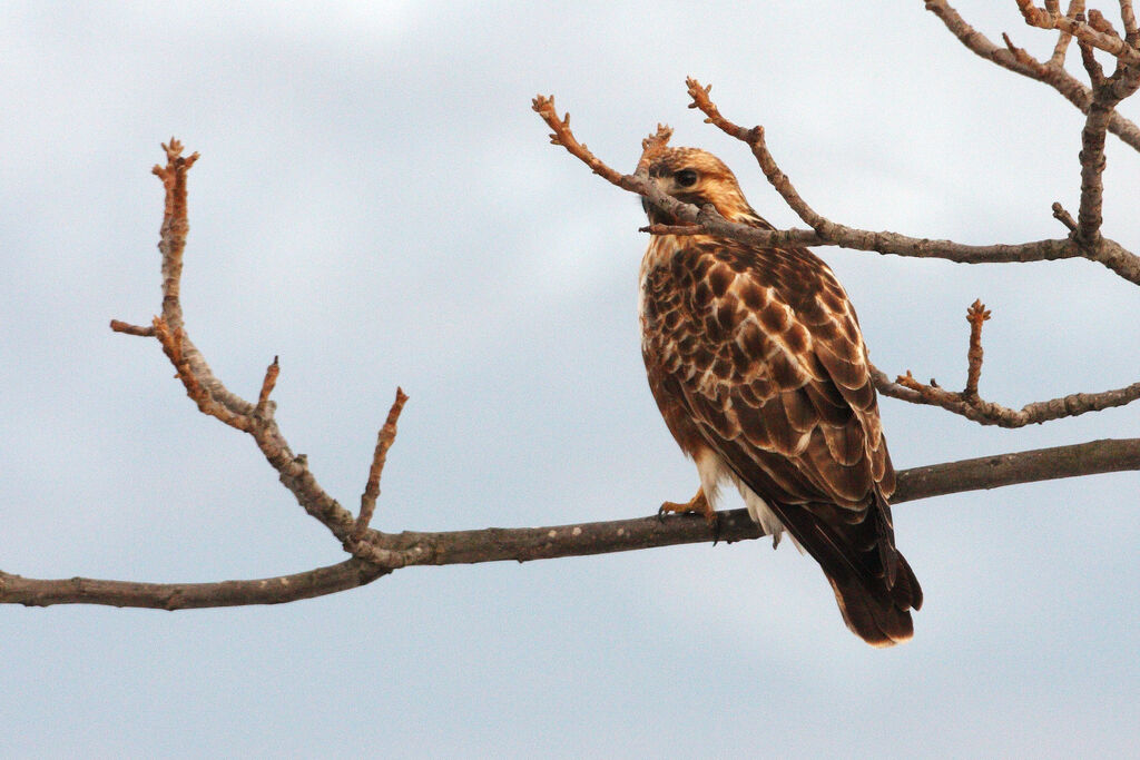 Eastern Buzzard