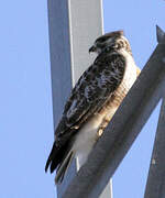 Eastern Buzzard