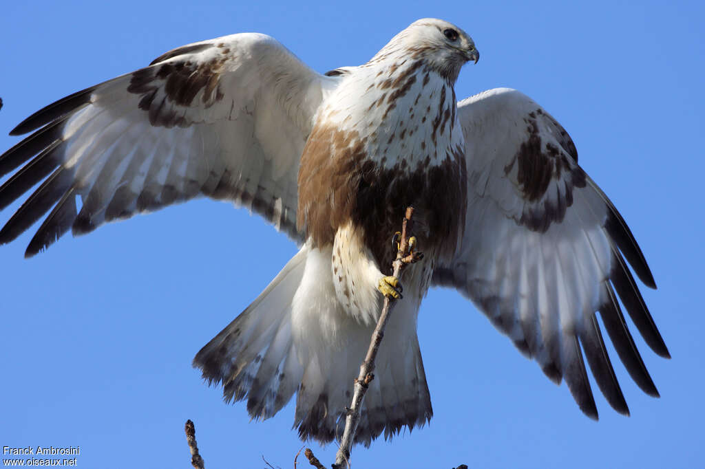 Rough-legged Buzzard female adult, identification