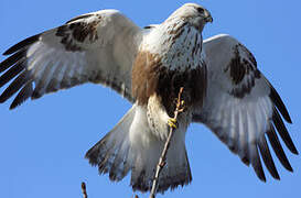 Rough-legged Buzzard