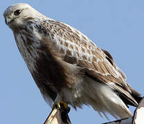 Rough-legged Buzzard