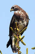 Common Buzzard