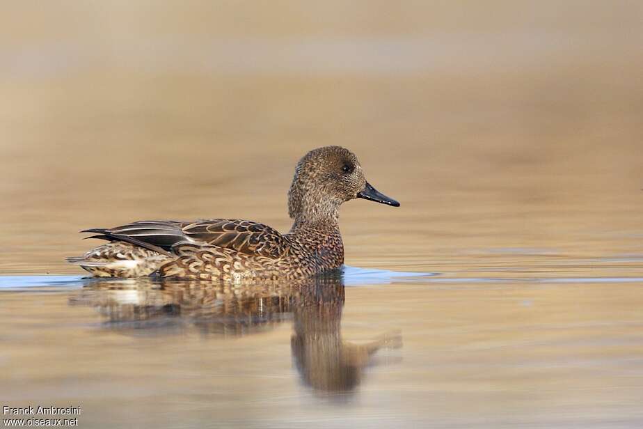 Falcated Duck female adult post breeding, identification