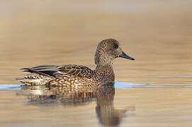 Falcated Duck