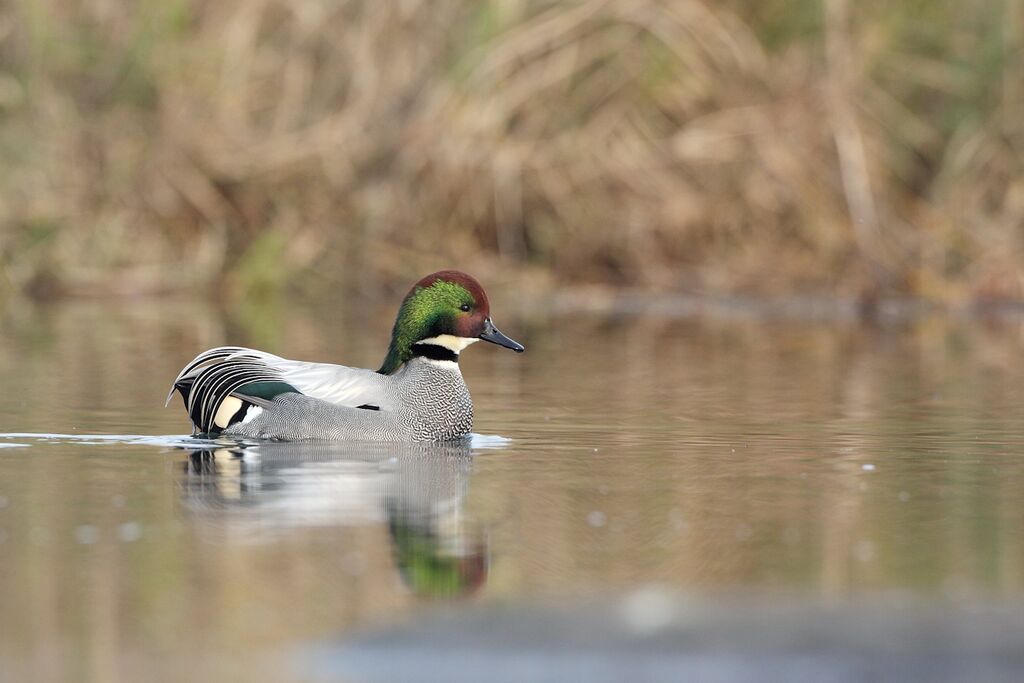 Falcated Duck