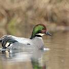 Canard à faucilles