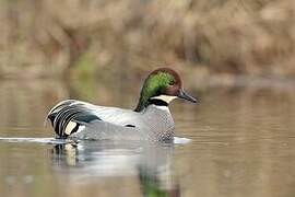 Falcated Duck