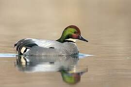 Falcated Duck