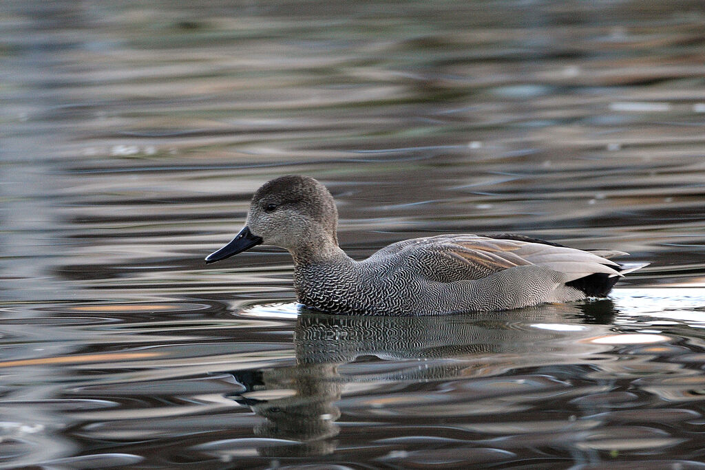 Canard chipeau mâle adulte