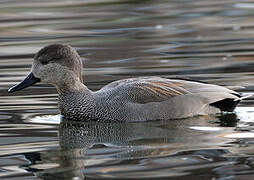 Gadwall