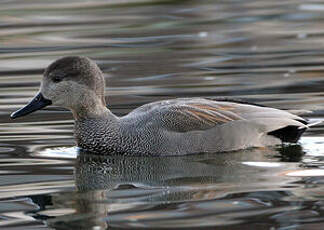 Canard chipeau