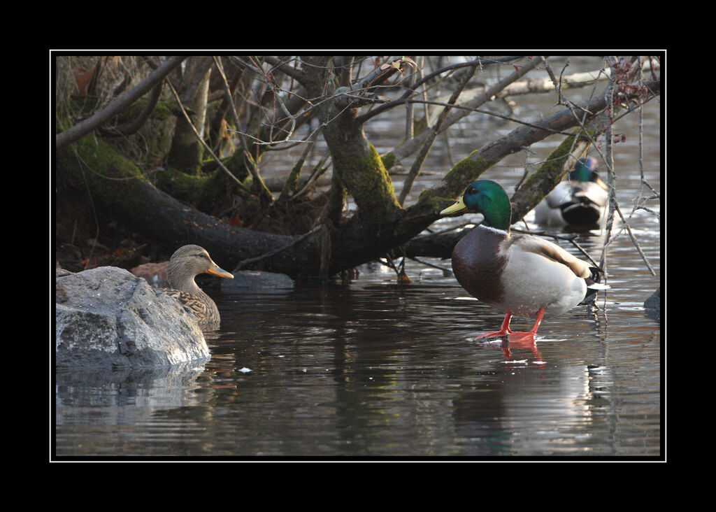 Canard colvert adulte internuptial