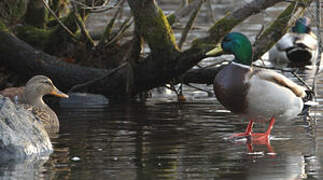 Canard colvert