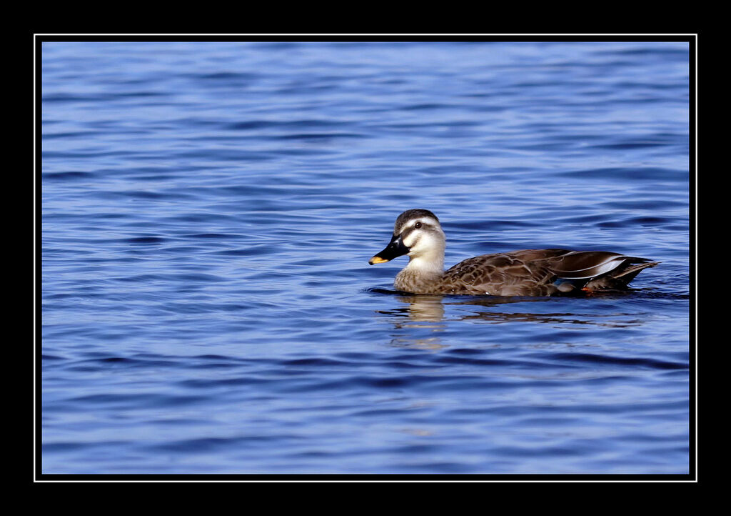 Eastern Spot-billed Duckadult