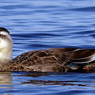 Canard de Chine