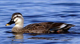 Canard de Chine