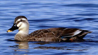 Eastern Spot-billed Duck