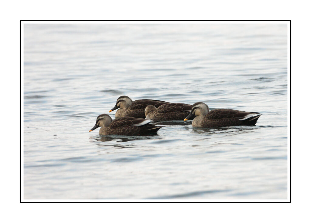 Canard de Chineadulte internuptial