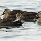 Canard de Chine