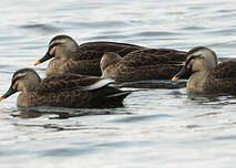 Canard de Chine