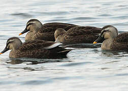 Eastern Spot-billed Duck