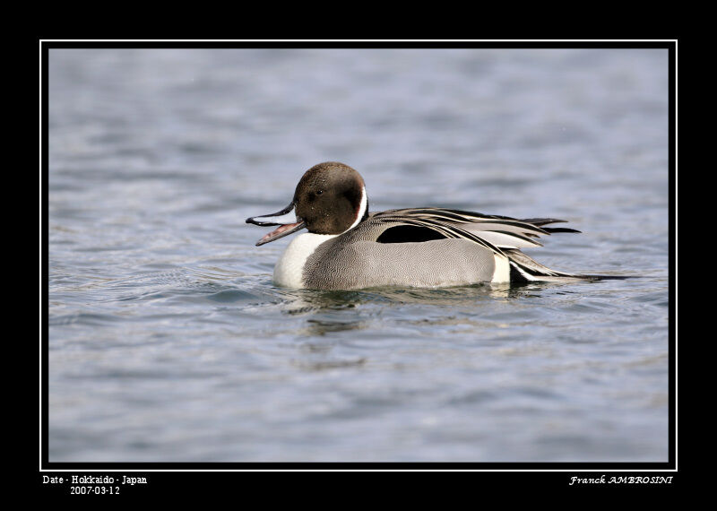 Canard pilet mâle adulte nuptial