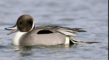 Canard pilet