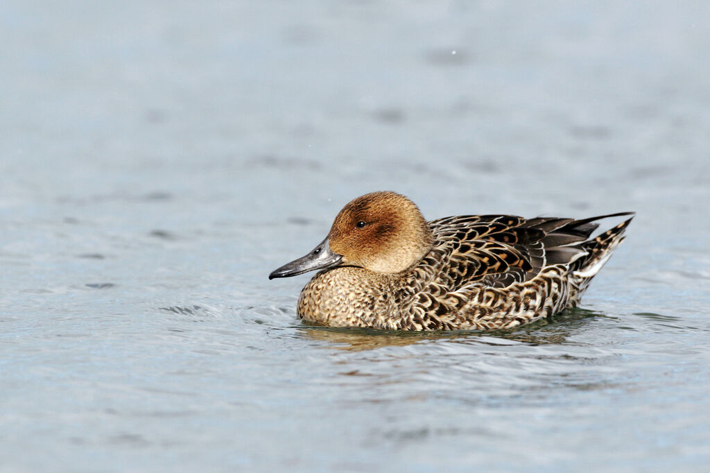 Canard pilet femelle adulte