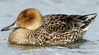 Northern Pintail