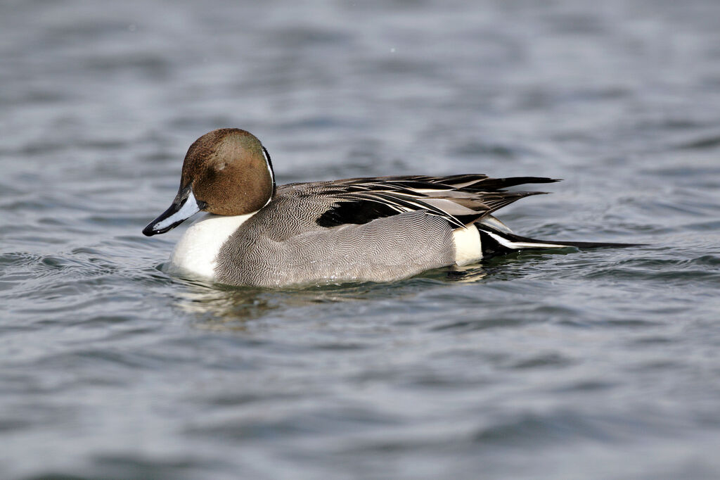 Northern Pintail male adult