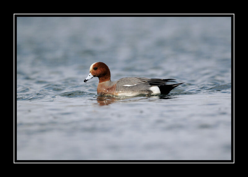 Canard siffleur mâle adulte nuptial