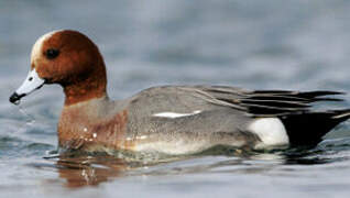 Canard siffleur