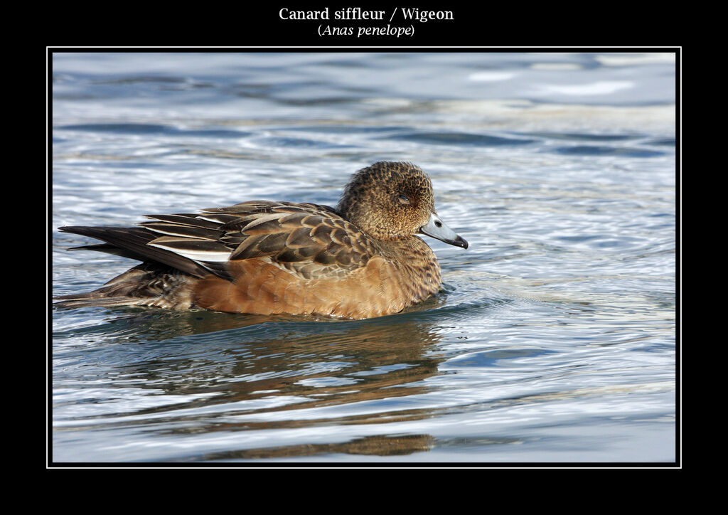 Canard siffleur femelle